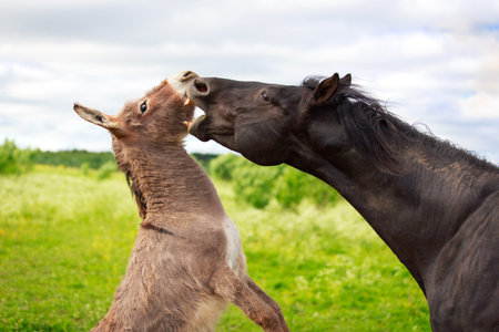 Grey donkey and black horse