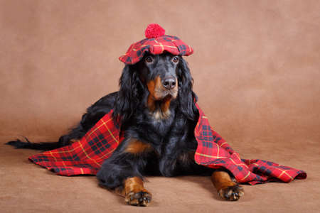 setter gordon dogの写真素材
