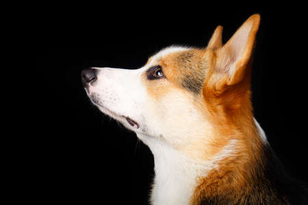 Welsh Corgi Pembroke dogの写真素材