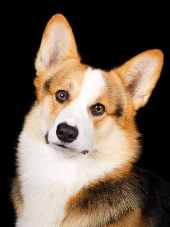 Welsh Corgi Pembroke dogの写真素材