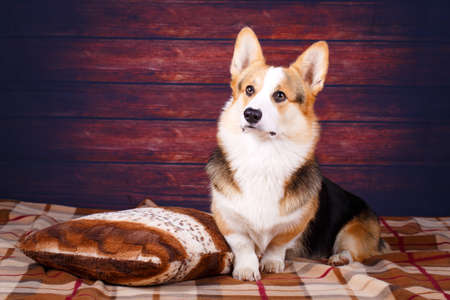 Welsh Corgi Pembroke dogの写真素材