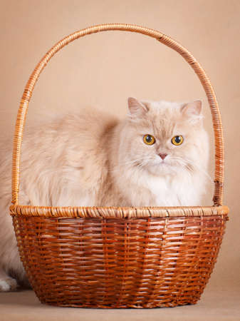 cream catの写真素材
