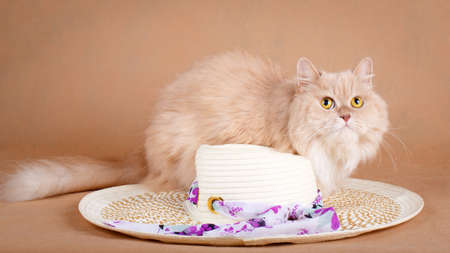 cream catの写真素材