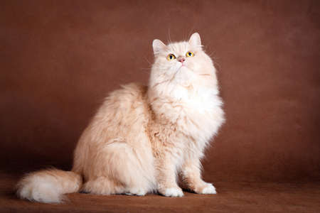 cream catの写真素材