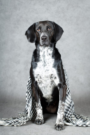 black dogの写真素材