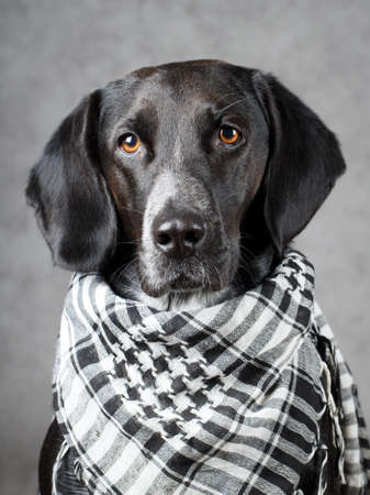 black dogの写真素材