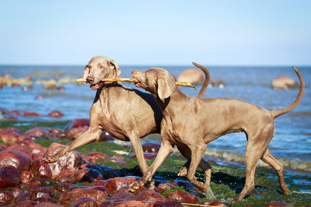 weimaraner dogの写真素材