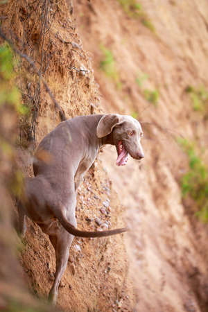 weimaraner dogの写真素材