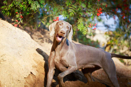 weimaraner dogの写真素材