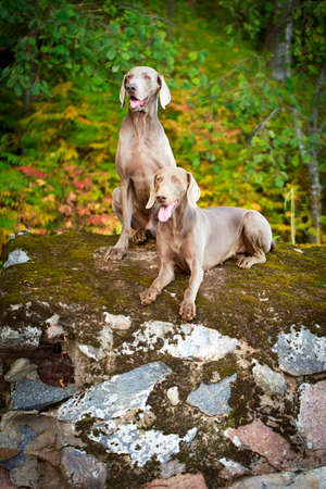 weimaraner dogの写真素材