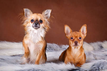 Chihuahua dogの写真素材