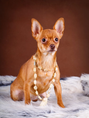 Toy Terrier dogの写真素材