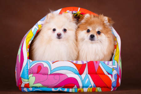 Pomeranian Spitz dogの写真素材