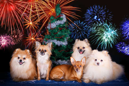Spitz dogの写真素材