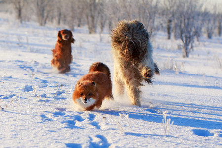 red foxの写真素材