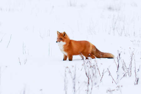 red foxの写真素材