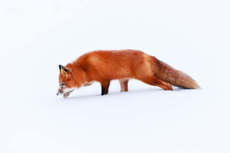 red foxの写真素材
