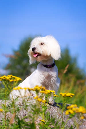 White Maltese dogの写真素材