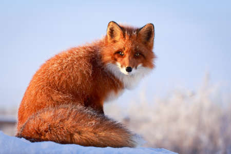 red foxの写真素材