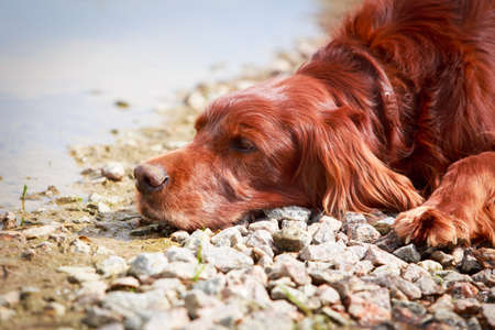 Red irish setter dogの写真素材