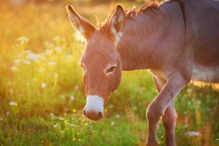 Grey donkey