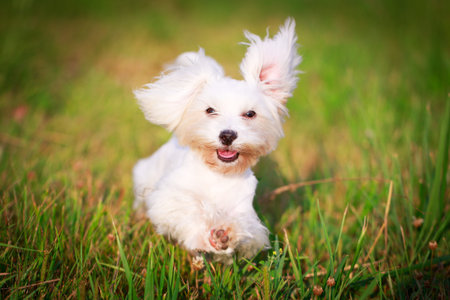 White Maltese dogの写真素材