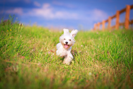 White Maltese dogの写真素材