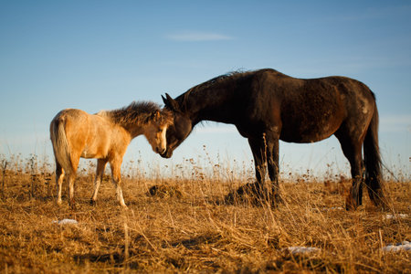 welsh pony and horse