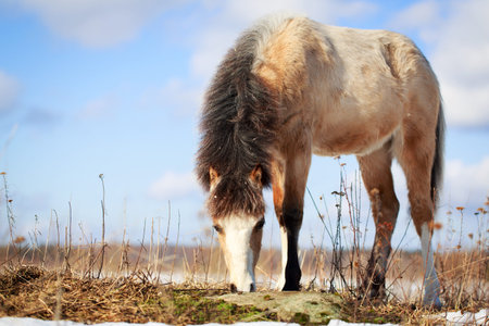 welsh ponyの写真素材