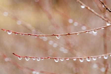 rain drops on branchの写真素材