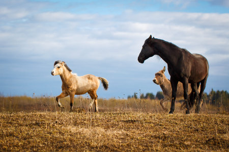 pony horse and donley