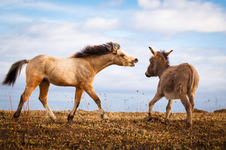 welsh pony and gray donkey