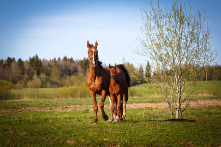 red foal