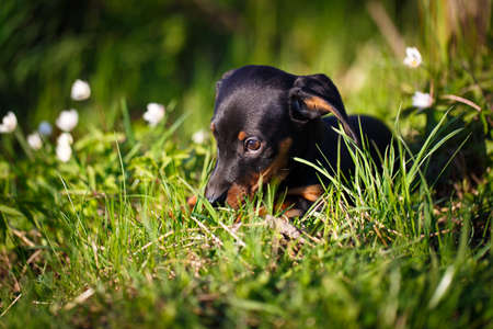 dachshund puppyの写真素材