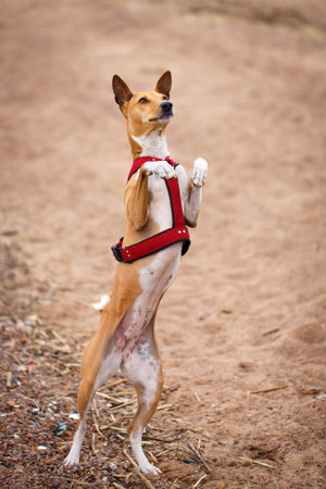 Basenji dogの写真素材