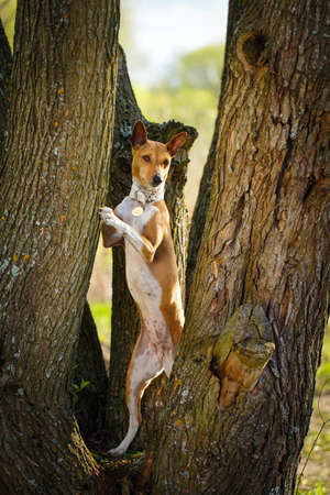 Basenji dogの写真素材