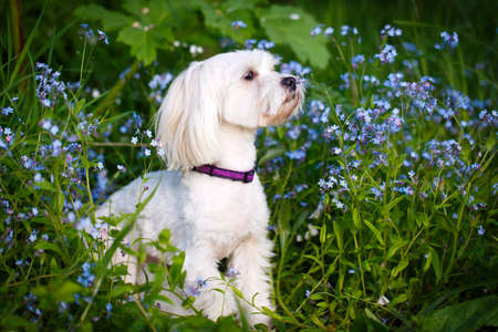 White Maltese dogの写真素材