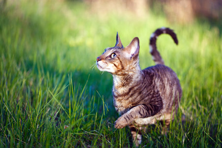 Cornish Rex catの写真素材
