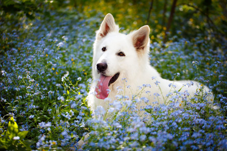 white swiss shepherd dog