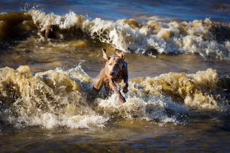 weimaraner dogの写真素材
