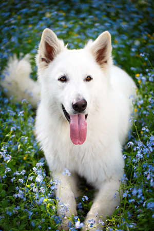 white swiss shepherd dogの写真素材