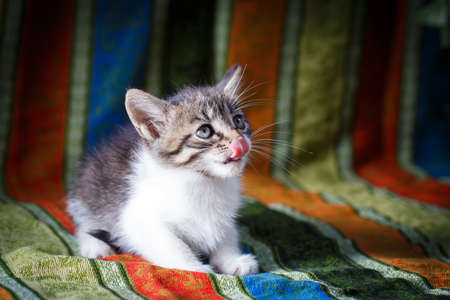 black and white kittenの写真素材