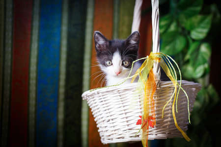 black and white kittenの写真素材