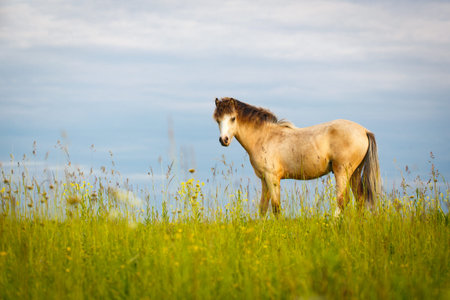 welsh pony in grass fieldの写真素材