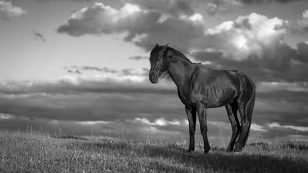 Trakehner black stallionの写真素材