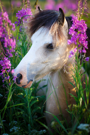 welsh ponyの写真素材