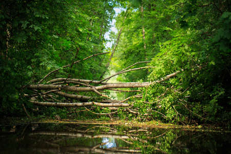fallen tree in parkの写真素材