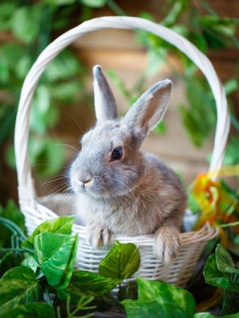 dwarf rabbitの写真素材