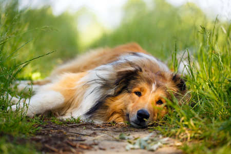 Aussie Collie dogの写真素材