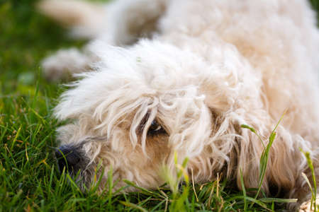 poodle metis dogの写真素材
